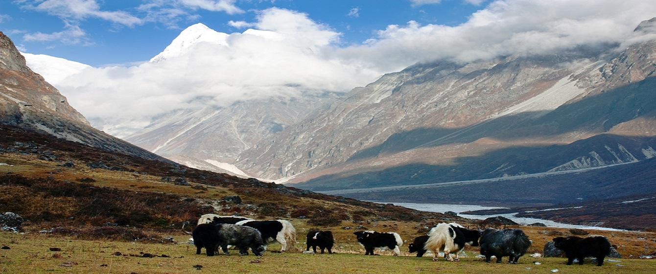 Langtang Valley Trek -7 Days | Himalayan Local Guide